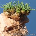 Euphorbia cocklebur